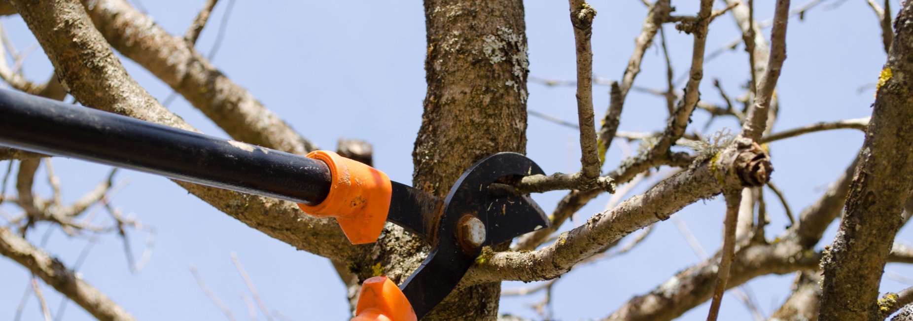 Tree Pruning Service Fort Collins, CO Free Estimates