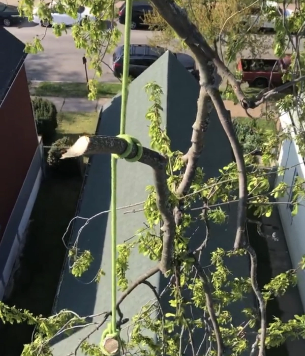 tree pruning service Fort Collins MO