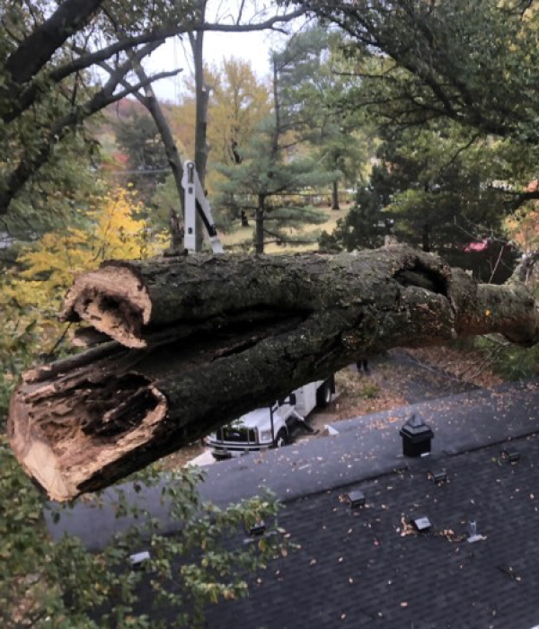 tree removal service Fort Collins CO