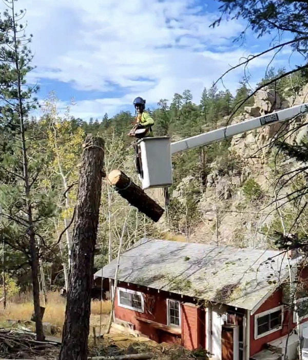 tree trimming in Fort Collins MO