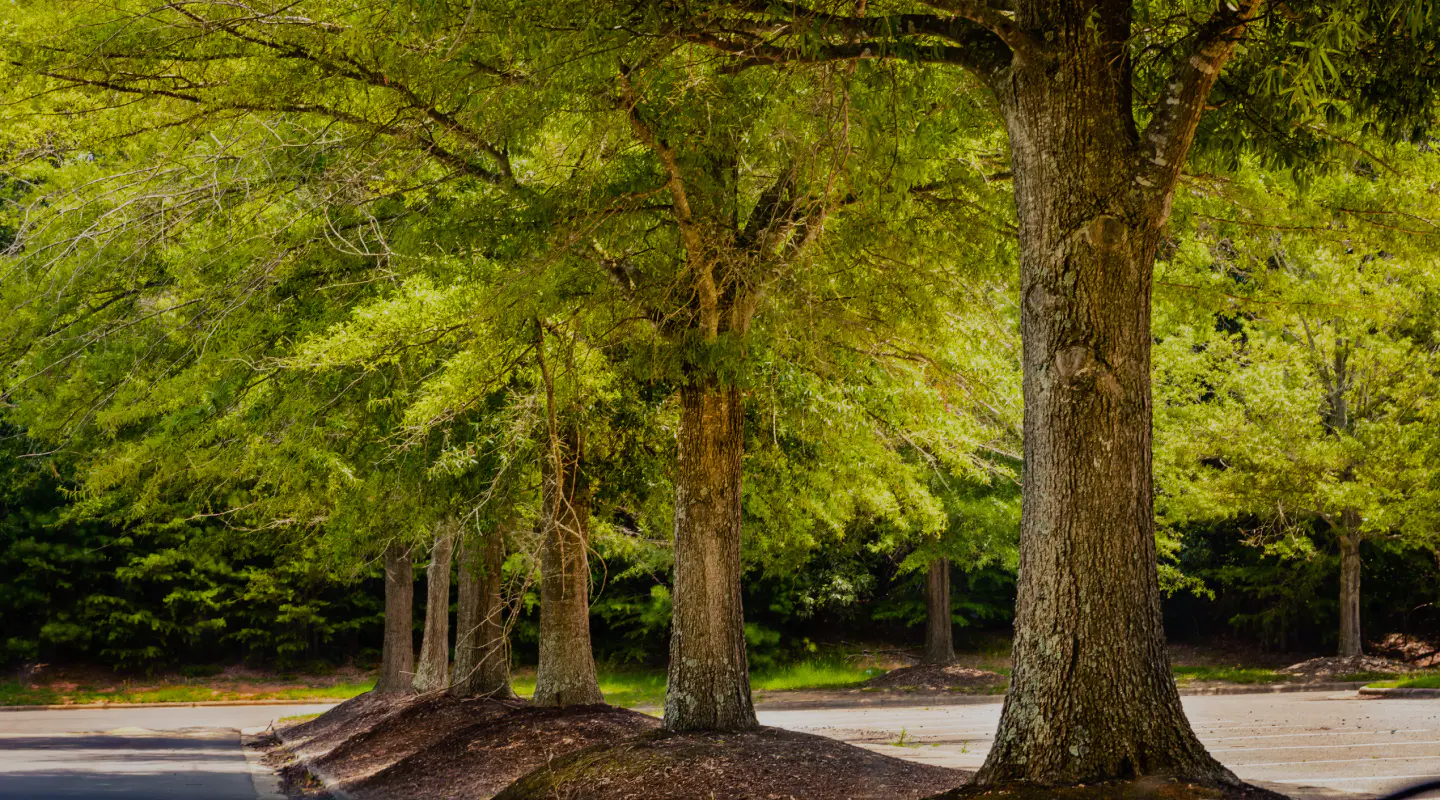 Tree services bellvue co free estimates updown arborist