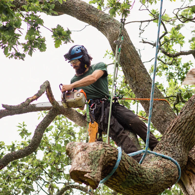 service tree removal bellvue co