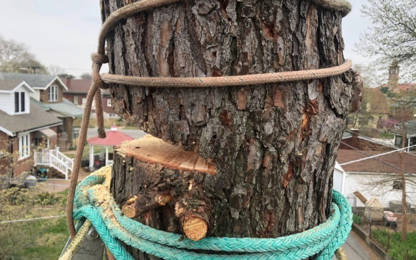 tree being chopped up from above